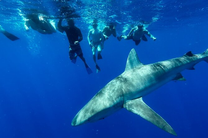 Cage-Free Shark Swim from Oahu - Meeting at Island View Hawaii Small Boat Harbor, Haleiwa