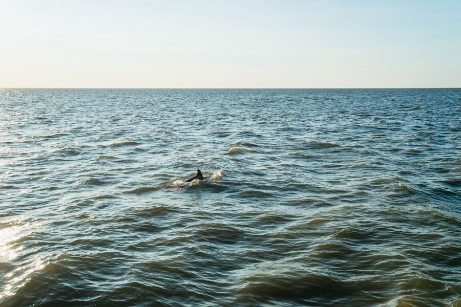 Cape May: Cape May Island Sunset Cruise & Dolphin Watching - A Sunset Cruise That’s Simple, Scenic, and Actually Fun for Kids