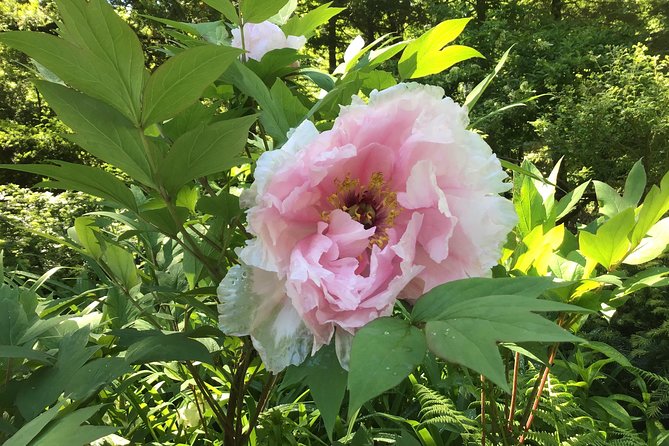 Central Park Guided Walking Tour - Price and value: is $44.20 worth it?