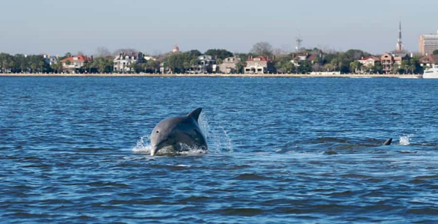 Charleston: Daytime or Sunset Historic Harbor Cruise - Where You Board: Charleston Maritime Center and Your Best First Impressions