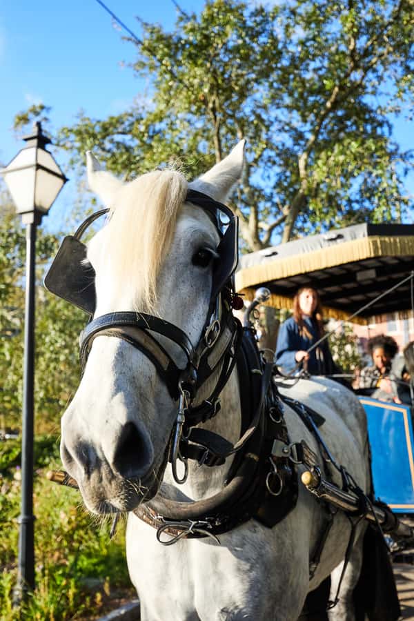 Charleston: Downtown Horse-Drawn Carriage Tour - Value of $50 for a guided Charleston overview (and who it fits)