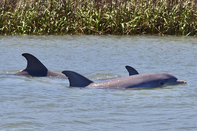 Charleston Eco Boat Cruise with stop at Morris Island Lighthouse - On the Water: Marsh, Estuary, and Live Wildlife Spotting