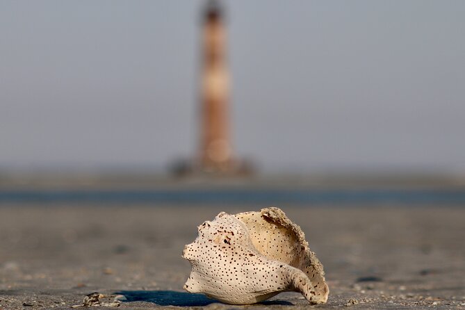 Charleston Eco Boat Cruise with stop at Morris Island Lighthouse - Wildlife You Might See, and How to Set Your Expectations