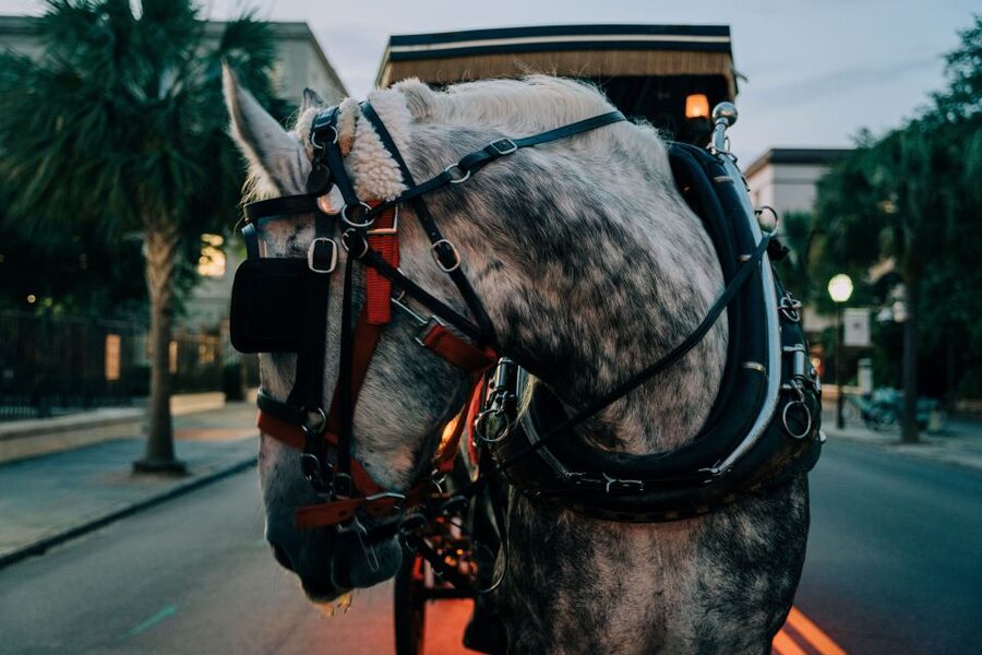 Charleston: Haunted Carriage Evening Tour - Key highlights that make this ride worth your time