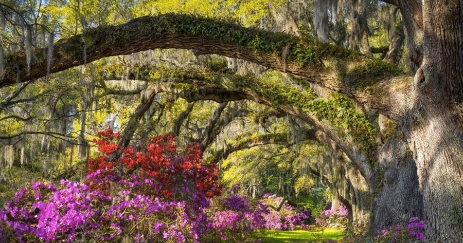 Charleston: Magnolia Plantation Entry & Tour with Transport - Price and value: is $90 for 4 hours a fair trade?