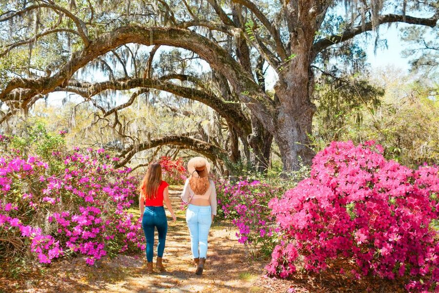 Charleston: Magnolia Plantation Entry & Tour with Transport - Audubon Swamp Gardens tram ride: wildlife spotting with built-in narration