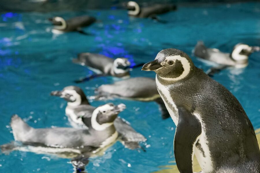 Chicago CityPASS®: Save up to 49% at 5 Top Attractions - Value and Who This Pass Is Best For