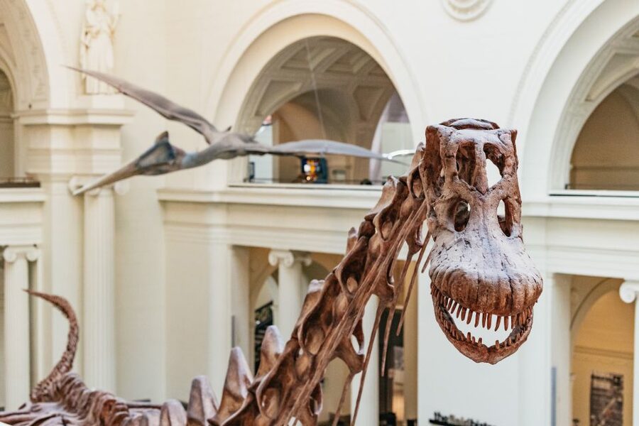 Chicago: Field Museum of Natural History Ticket or VIP Tour - Key Highlights You Will Feel Immediately