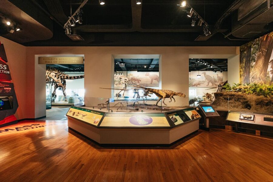 Chicago: Field Museum of Natural History Ticket or VIP Tour - Timing Tips That Make or Break Your Experience