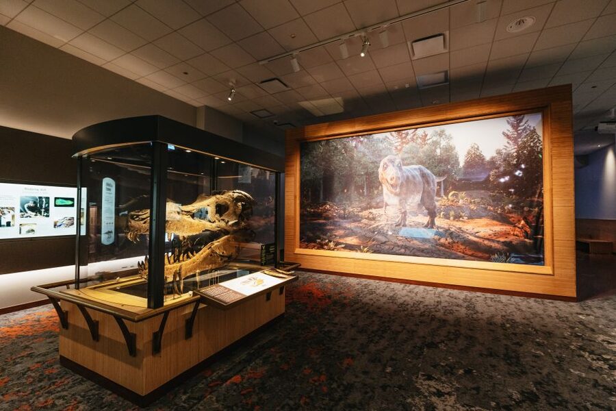 Chicago: Field Museum of Natural History Ticket or VIP Tour - Who This Tour Is Best For