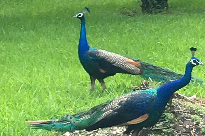 City Tour Miami PLUS and Boat Tour - Coconut Grove, peacocks, and the green breaks in the city