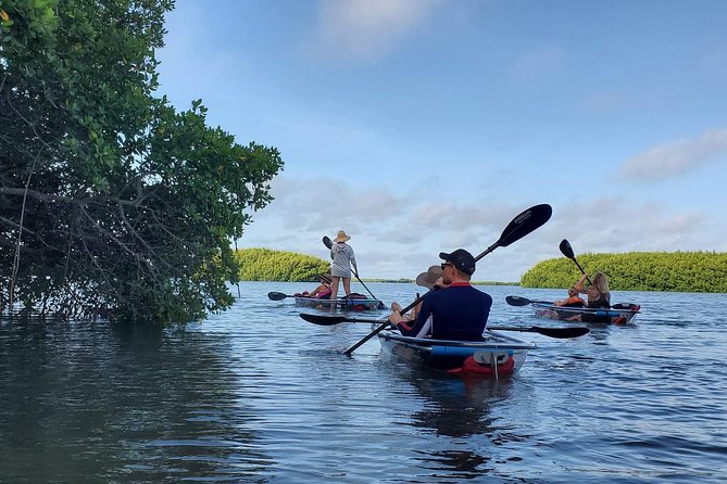 Clear Kayak Tour of Shell Key Preserve and Tampa Bay Area - Staring Down the Water in a Clear Kayak