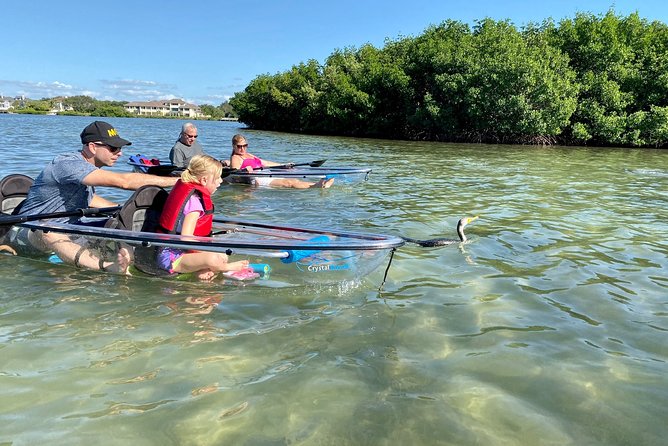 Clear Kayak Tour of Shell Key Preserve and Tampa Bay Area - Wildlife Odds, Seasons, and How to Look