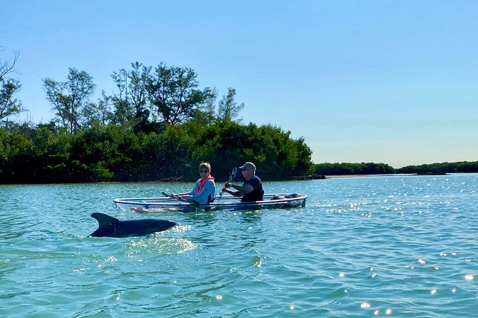 Clear Kayak Tour of Shell Key Preserve and Tampa Bay Area - Family Fit for Kids, Teens, and First Time Paddlers