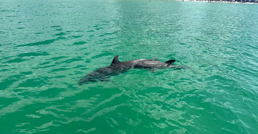 Clearwater Beach: Dolphin & Island Sandbar Cruise - A 2-hour Clearwater Beach cruise that mixes wildlife and real beach time