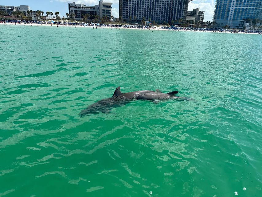 Clearwater Beach: Dolphin & Island Sandbar Cruise - Dolphin hunting with a real plan, not just luck