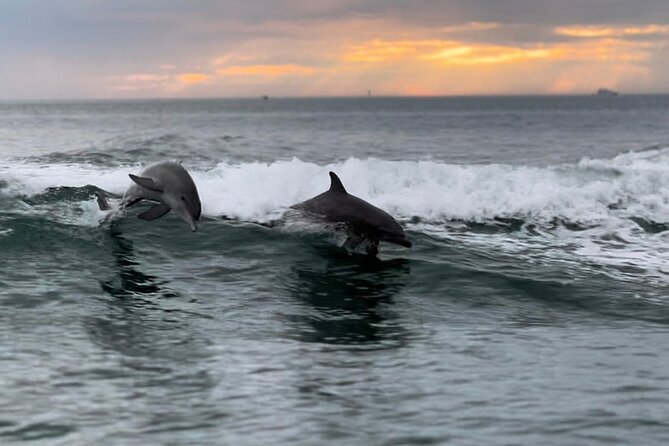 Clearwater Encounters with Dolphins Tour - Key Things I’d Plan Around