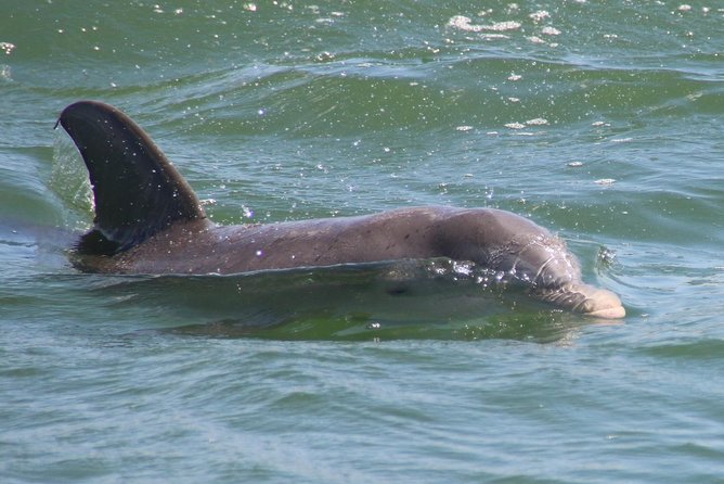 Clearwater Encounters with Dolphins Tour - Compass Island: Shell Hunting, Swimming, and the Tide Factor