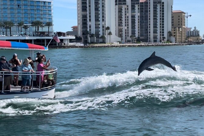Clearwater Encounters with Dolphins Tour - What the Captain Teaches You Without Making It Feel Like a Class