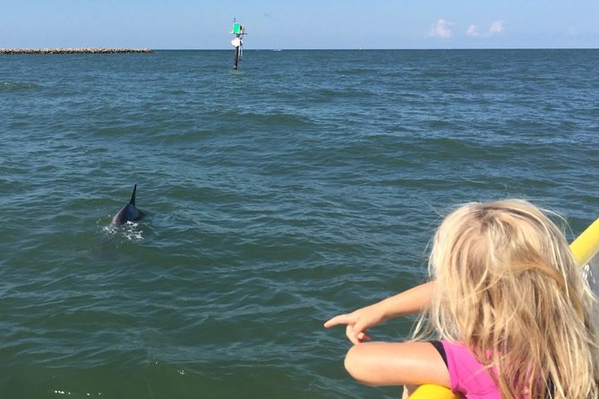 Clearwater Encounters with Dolphins Tour - Price and Value: Why About $35.67 Can Make Sense