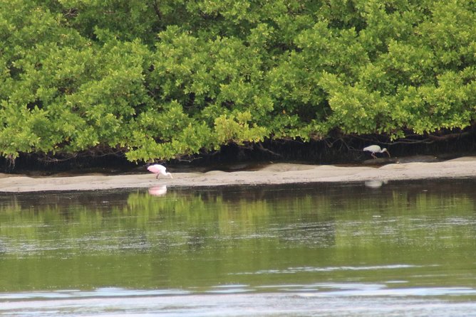 Clearwater Encounters with Dolphins Tour - Weather, Timing, and Your Best Odds