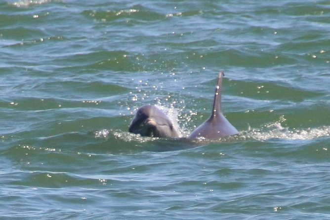 Clearwater Encounters with Dolphins Tour - Who This Tour Fits Best