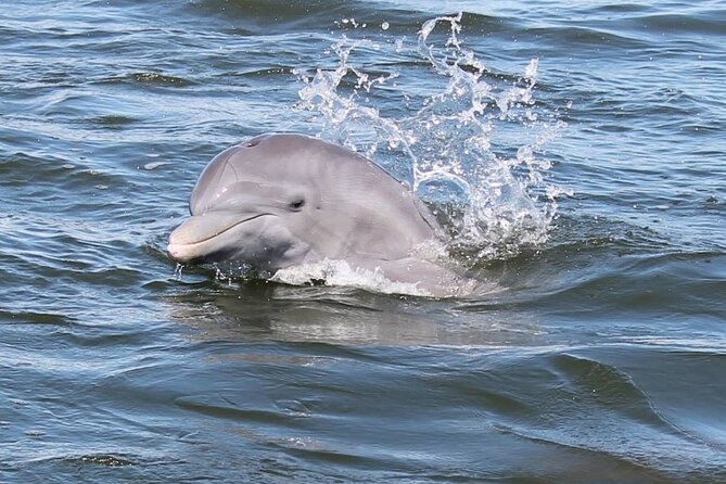 Cocoa Beach Dolphin and Wildlife Tour - Key reasons this tour is worth your time