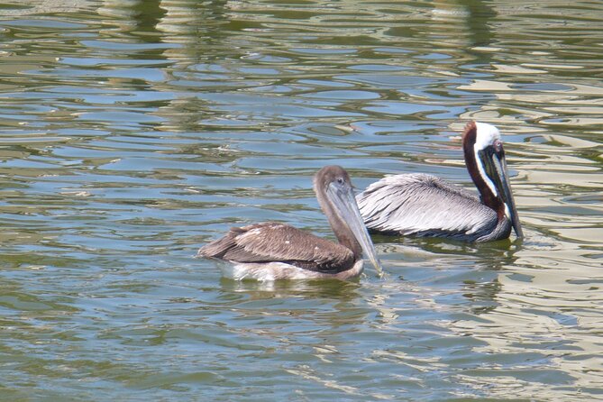 Cocoa Beach Dolphin and Wildlife Tour - Cocoa Beach’s Banana River, not just another beach stop