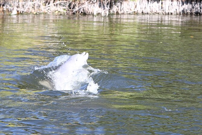Cocoa Beach Dolphin and Wildlife Tour - Stop 1 in the estuary: what you’re really seeing on the Banana River route