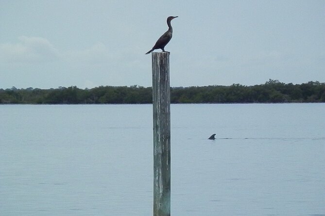 Cocoa Beach Dolphin and Wildlife Tour - Dolphins and manatees: what to expect, and what can change your odds