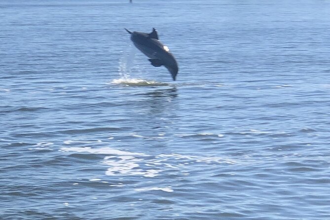Cocoa Beach Dolphin and Wildlife Tour - Price and value: $47.50 for a small, guided wildlife experience