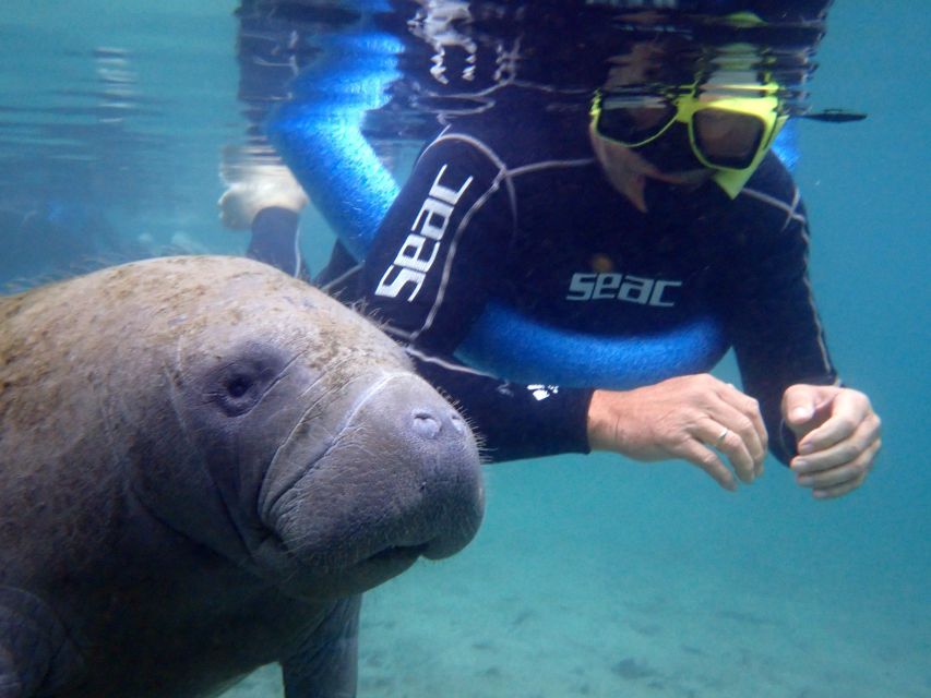 Crystal River: Manatee Snorkel Tour w/ In-Water Photographer - Key Highlights You Should Know Before Going