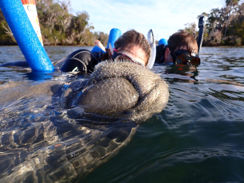 Crystal River: Manatee Snorkel Tour w/ In-Water Photographer - Cold Water Reality Check, and How the Wetsuit Helps