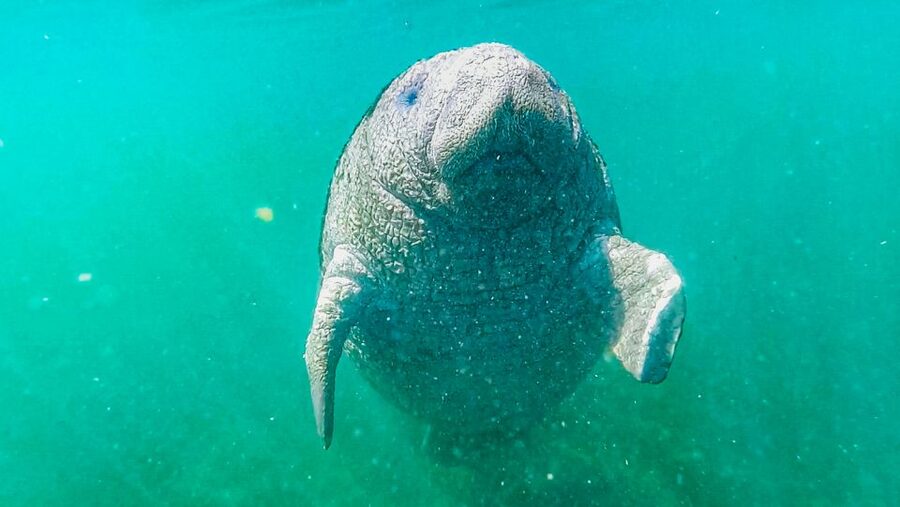 Crystal River: Manatee Snorkel Tour w/ In-Water Photographer - Seeing Manatees Without Turning It Into a Crowd Scene