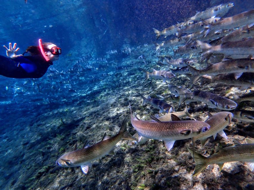 Crystal River: Manatee Swim Group Tour - Price and value: what you really pay $69 for