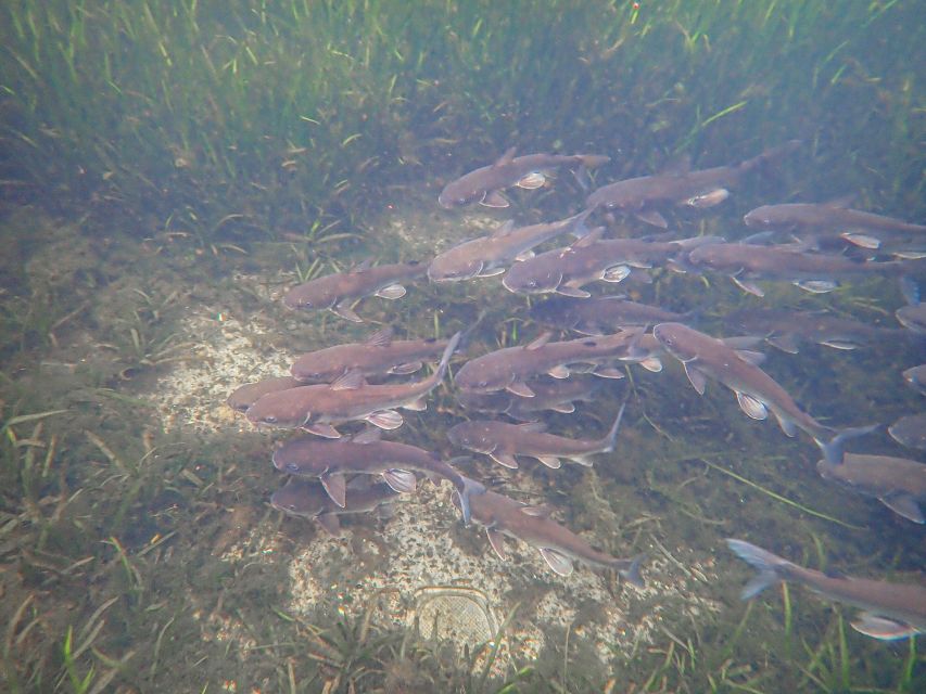 Crystal River: Manatee Swim Group Tour - From van to dock: how you get to Kings Bay smoothly