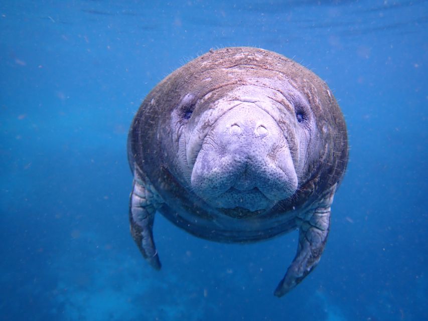 Crystal River: Manatee Swim Group Tour - The Manatee Manners video: the rulebook that protects the magic