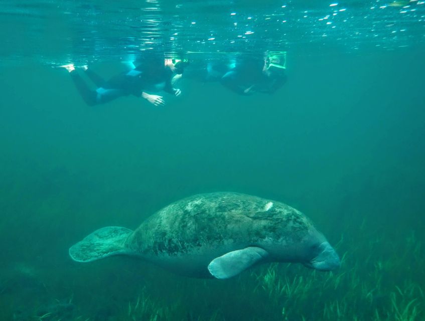 Crystal River: Manatee Swim Group Tour - Time with manatees in Kings Bay: what varies and how to plan around it