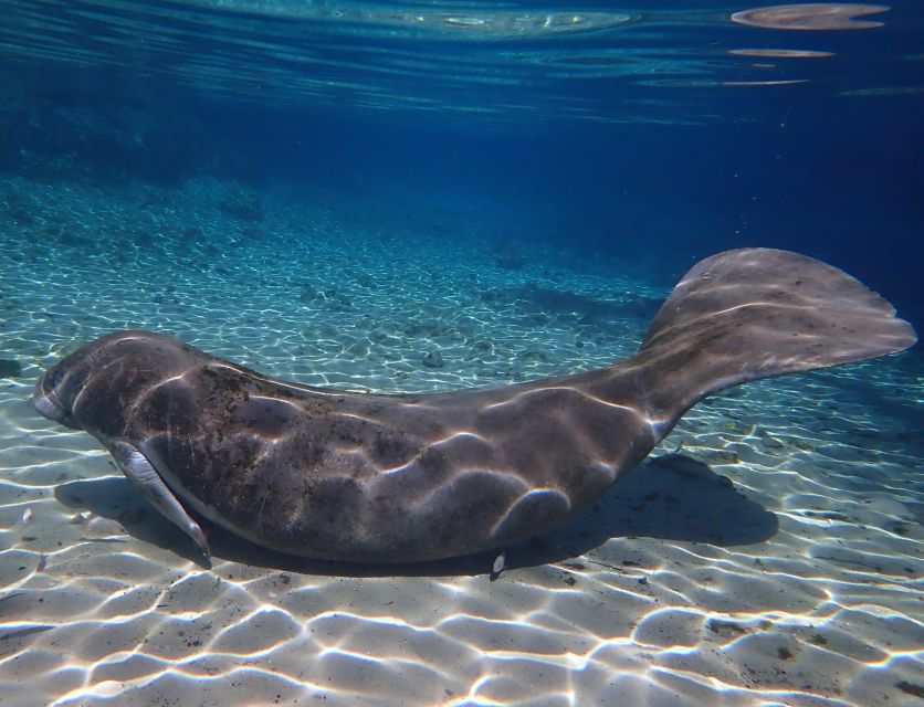 Crystal River: Manatee Swim Group Tour - After manatees: the springs option when conditions allow