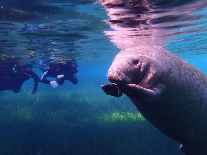 Crystal River: Manatee Swim Group Tour - Meet at Explorida in downtown Crystal River (and why timing starts here)