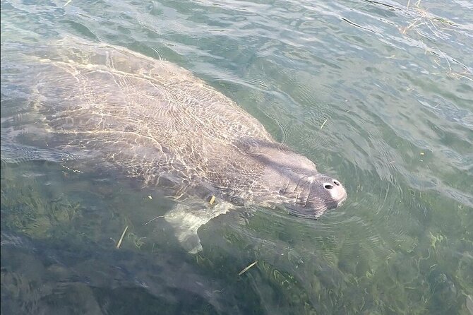 Crystal River Manatee Viewing Cruise - Group Size and How It Changes Your Viewing