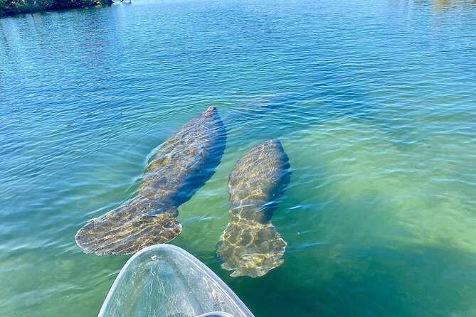 Crystal River Three Sisters Springs and Manatee Clear Kayak Tours - Why Clear Kayaks Turn Crystal River Into a Different Animal