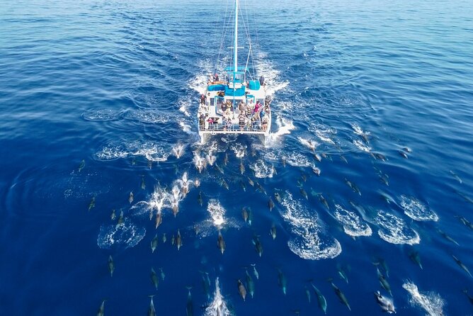 Dana Point Dolphin and Whale Watching with Underwater Viewing - Pricing, Time on the Water, and What $99.99 Buys