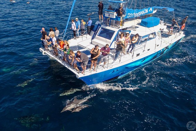 Dana Point Dolphin and Whale Watching with Underwater Viewing - Underwater Viewing Pods: The Best Extra, With One Access Catch