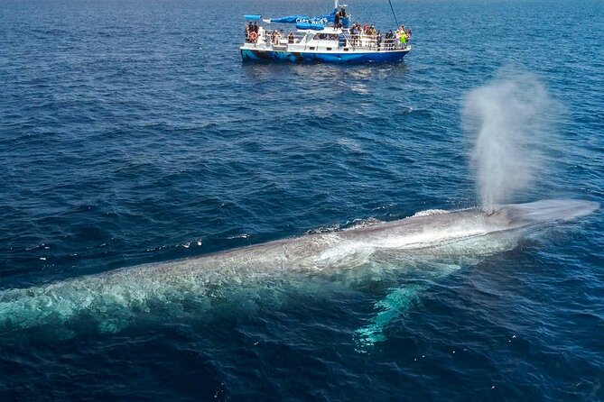 Dana Point Dolphin and Whale Watching with Underwater Viewing - Naturalist Commentary That Helps You Read the Ocean