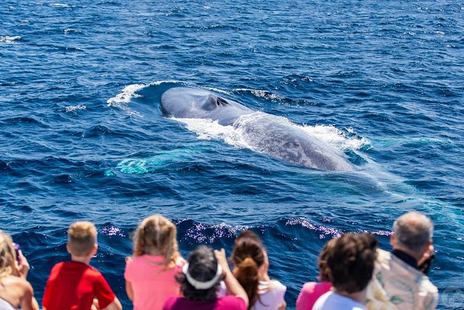 Dana Point Dolphin and Whale Watching with Underwater Viewing - Boarding Manute’a, DolphinSafari, or Lily, and What Changes