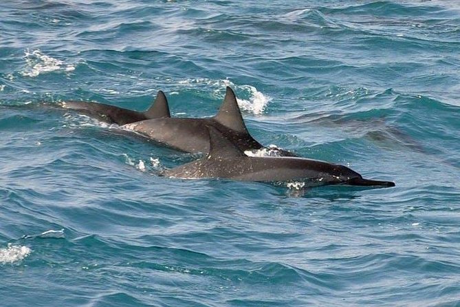 Deluxe Snorkel & Dolphin Watch Aboard a Luxury Catamaran from Kailua-Kona - Snorkeling at Red Hill: your time in the water and the reality check