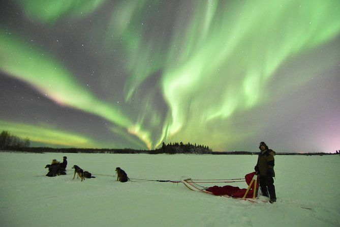 Dog Sledding and Mushing Experience in North Pole - Price and Value for a 30-Minute Private Winter Adventure