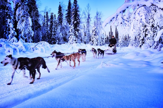 Dog Sledding and Mushing Experience in North Pole - Who This Ride Best Fits (And Who Should Think Twice)