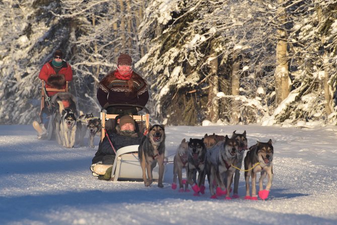 Dog Sledding and Mushing Experience in North Pole - Gear You Actually Need in the Cold (And What to Watch For)